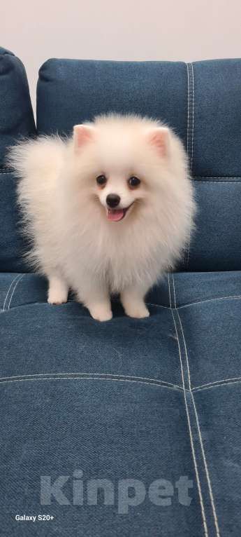 Собаки в Пензе: Щенок немецкого шпица  Мальчик, Бесплатно - фото 5