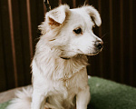 Собаки в Краснодаре: Несси Девочка, 1 руб. - фото 1