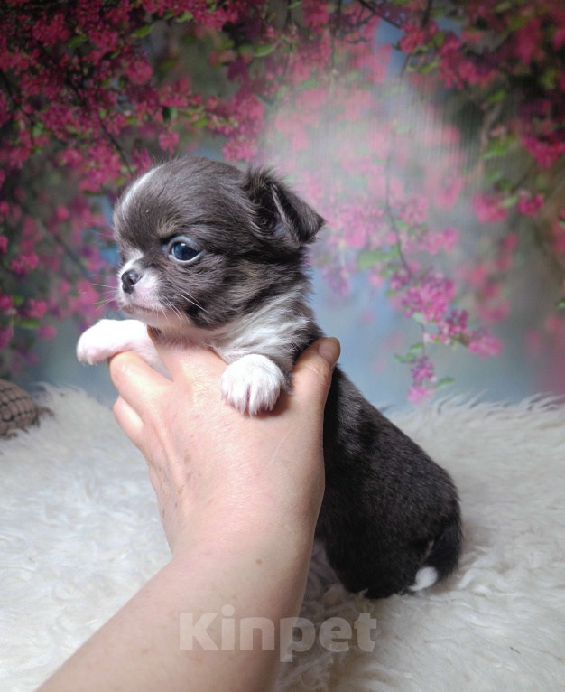 Собаки в Москве: Голубая шелковая красавица Девочка, 120 000 руб. - фото 5