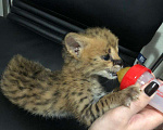 Кошки в Ливны: Продам Сервала Serval ручной котенок, 230 000 руб. - фото 3