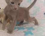Кошки в Тюмени: Ориентальчики, 20 руб. - фото 1