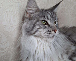 Кошки в Ливны: Котята Мейн-кун, 60 000 руб. - фото 7