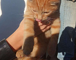 Кошки в Нижнем Новгороде: Отдам котёнка Мальчик, 1 руб. - фото 2