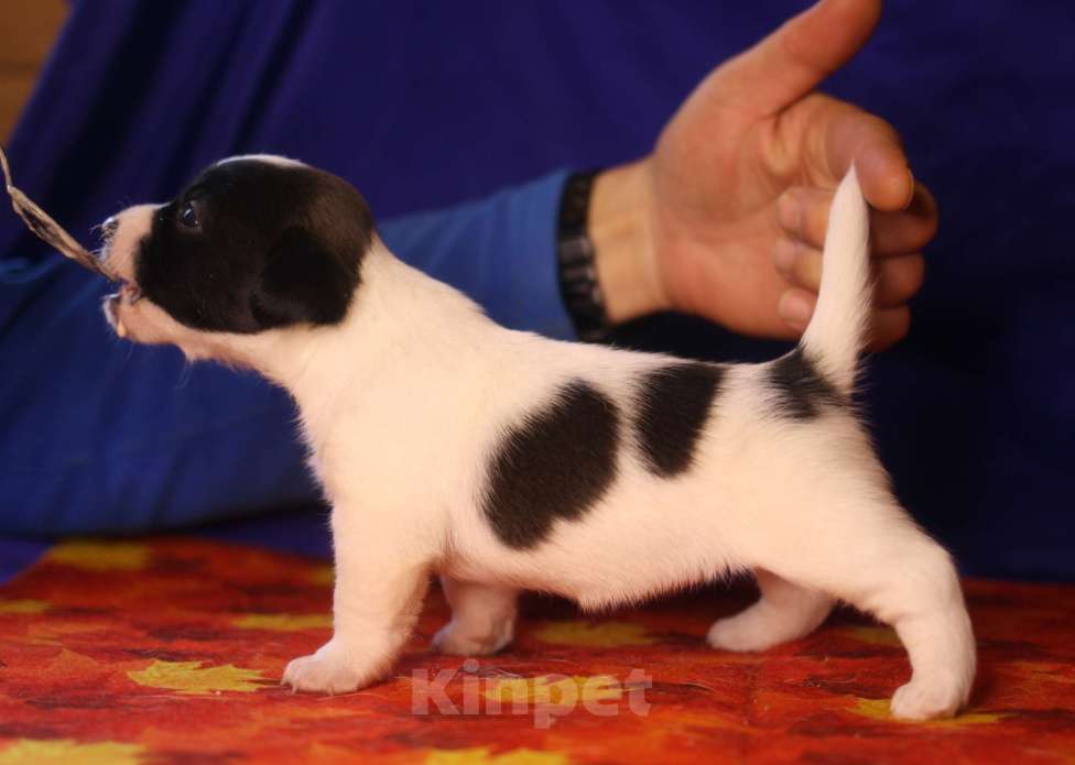 Собаки в Всеволожске: Щенок дрт девочка гладкая бело черная Девочка, 50 000 руб. - фото 2