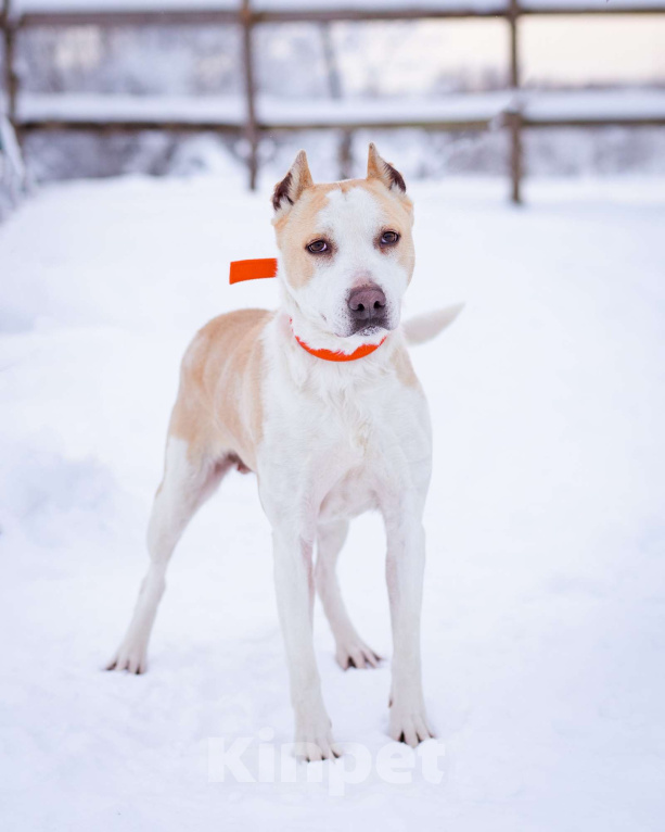 Собаки в Москве: Девочка, 4 года, в приюте - ищет дом Девочка, Бесплатно - фото 5