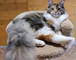 Кошки в Екатеринбурге: Котенок мейн-кун Девочка, 35 000 руб. - фото 1