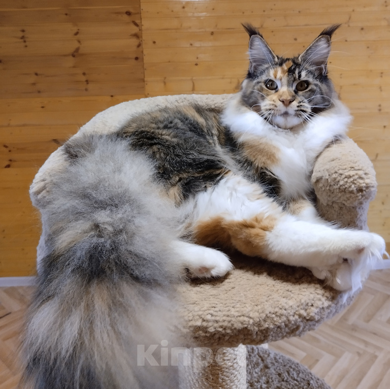 Кошки в Екатеринбурге: Котенок мейн-кун Девочка, 35 000 руб. - фото 1