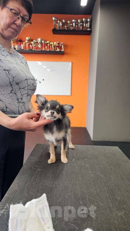 Собаки в других городах Челябинской области: Голубой домовенок Девочка, 50 000 руб. - фото 2