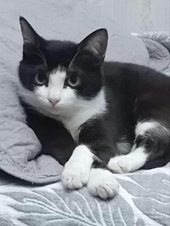 Кошки в Москве: Касатка молодая кошечка в добрые руки Девочка, Бесплатно - фото 5