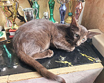Кошки в Волжском: Ориентальные котята Девочка, 30 000 руб. - фото 2