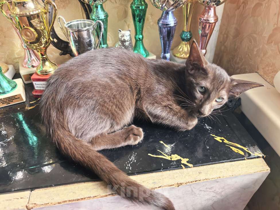 Кошки в Волжском: Ориентальные котята Девочка, 30 000 руб. - фото 2