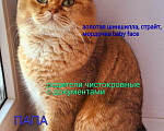 Кошки в Тамбове: Шотландский котёнок золотая шиншилла Девочка, 15 000 руб. - фото 2