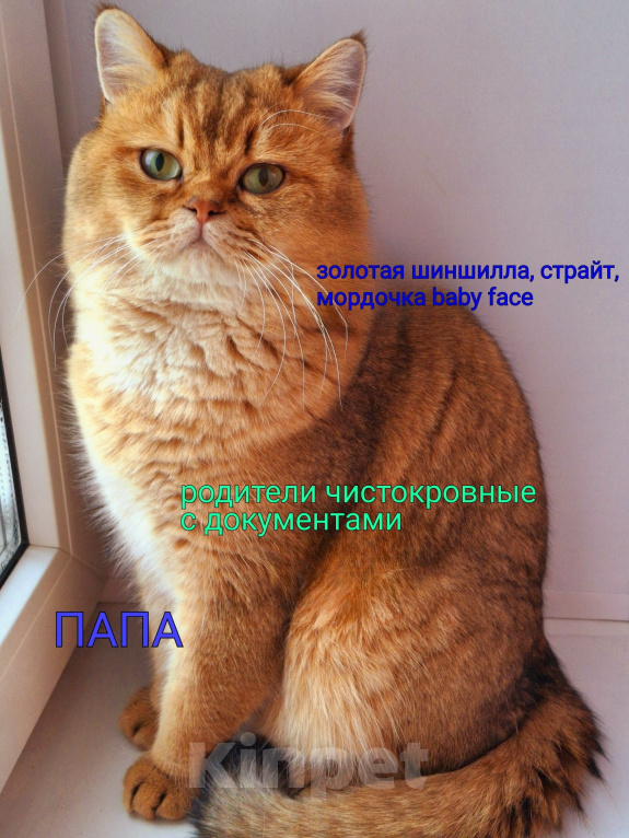 Кошки в Тамбове: Шотландский котёнок золотая шиншилла Девочка, 15 000 руб. - фото 2