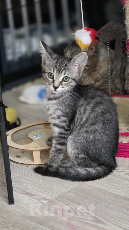 Кошки в Москве: Котятки 2,5 месяца Мальчик, Бесплатно - фото 9