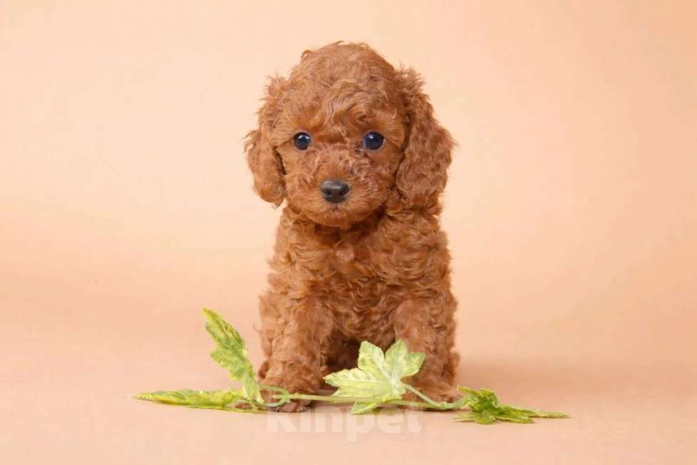 Собаки в Москве: Тедди пудель Мальчик, 45 000 руб. - фото 1