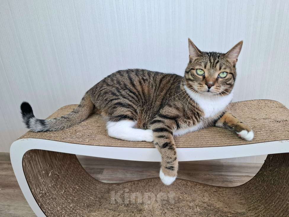 Кошки в Москве: Бруни будет на выставке-пристройстве в Москве Мальчик, Бесплатно - фото 10