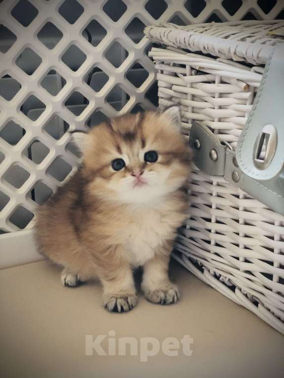 Кошки в Ореховом-Зуево: Британская длинношерстная золотая шиншилла Мальчик, 40 000 руб. - фото 6