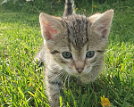 Кошки в Спасе-Клепике: Мальчик в дар Мальчик, Бесплатно - фото 1