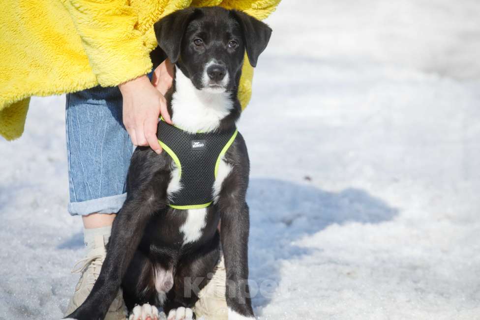 Собаки в Москве: Английский пойнтер щенок мальчик Мальчик, 22 руб. - фото 8
