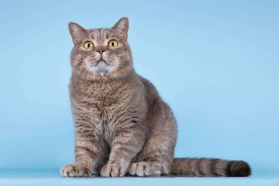 Кошки в Москве: Котик Помпон ищет свою семью Мальчик, Бесплатно - фото 5