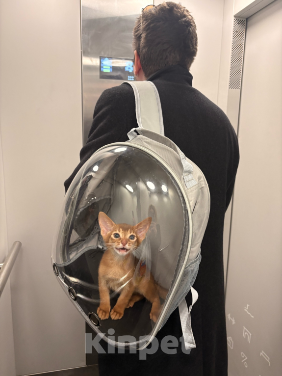 Кошки в других городах Московской области: 💥Продается котенок ( Окрaс сорpель ). Мальчик, 40 000 руб. - фото 9