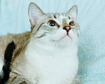 Кошки в Москве: Тайский котик Маффин в добрые руки  Мальчик, Бесплатно - фото 3