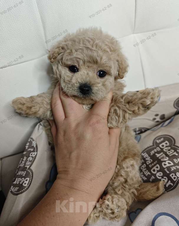 Собаки в Москве: Мальтипу мальчик  Мальчик, 140 000 руб. - фото 1