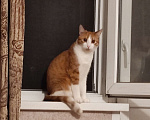 Кошки в Буденновске: Потерялся кот Мальчик, 2 000 руб. - фото 3