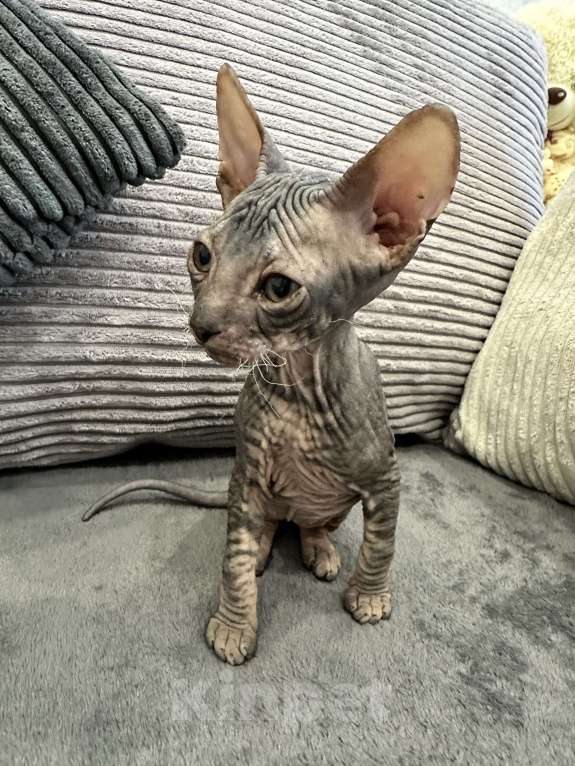 Кошки в Казани: Донской сфинкс котята Разнополые, 25 000 руб. - фото 3