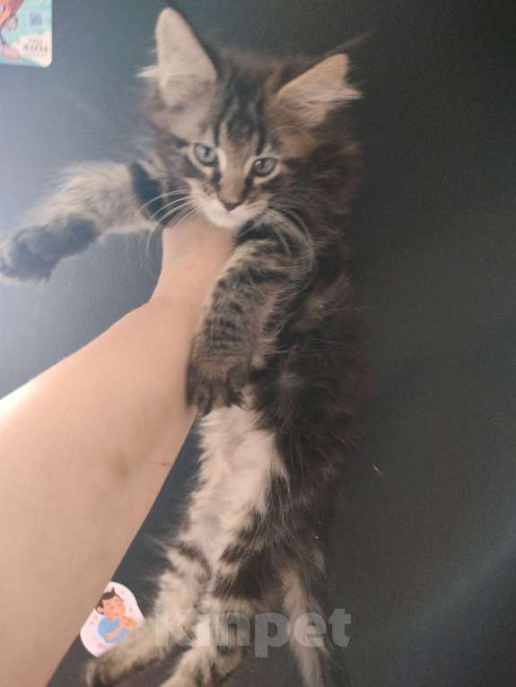 Кошки в Санкт-Петербурге: Кошечка Девочка, 30 000 руб. - фото 3