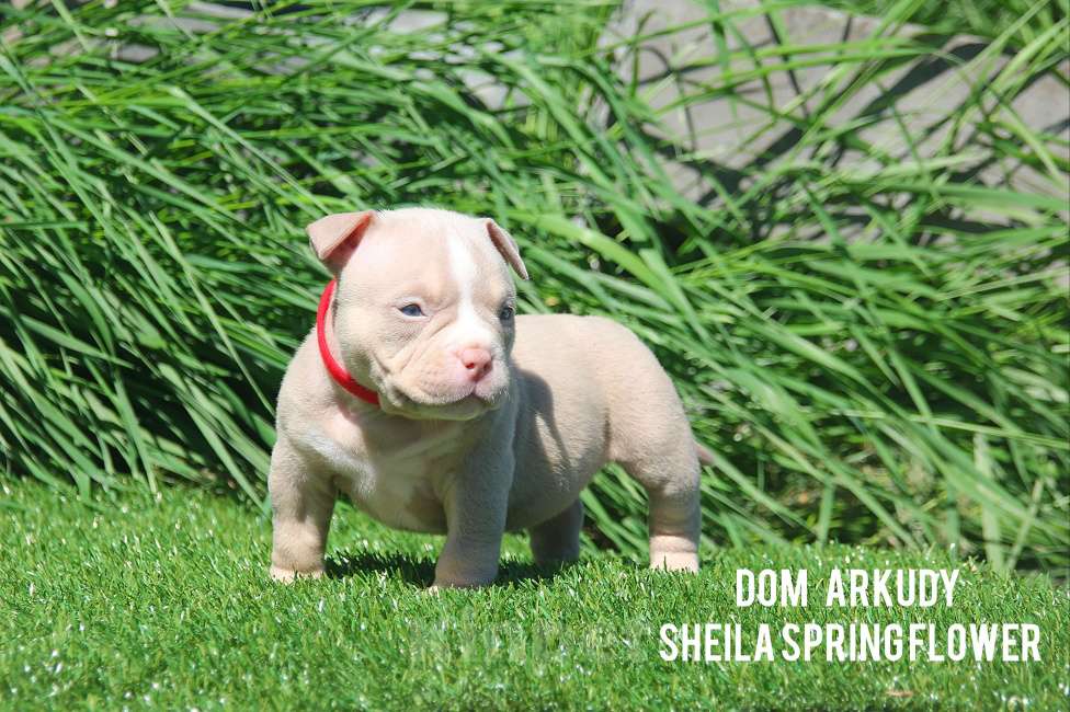 Собаки в Саратове: Красотка Американского булли  Девочка, 100 000 руб. - фото 5