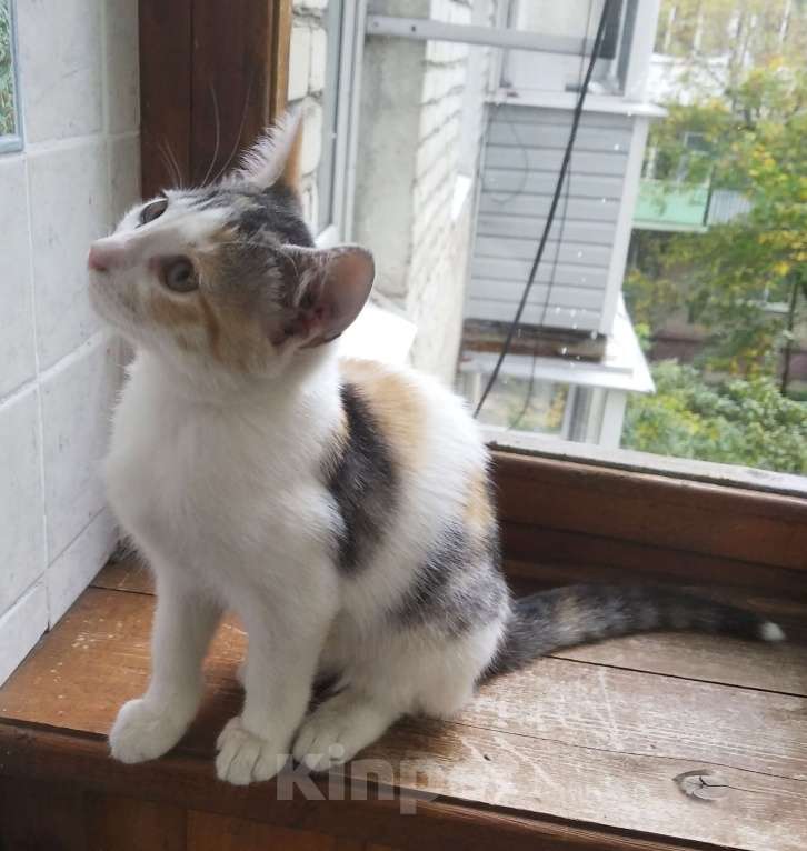 Кошки в Москве: Трехцветный котенок Кнопка в дар Девочка, Бесплатно - фото 3