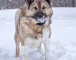 Собаки в Солнечногорске: Собака - позитив, Лёля 2 года Девочка, Бесплатно - фото 4