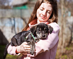 Собаки в Москве: Маленький щенок в поисках семьи Мальчик, Бесплатно - фото 4