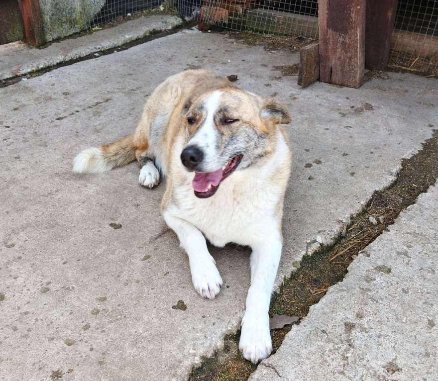 Собаки в Москве: Мега ласковая собака Тигруша в поисках своей семьи Девочка, Бесплатно - фото 6