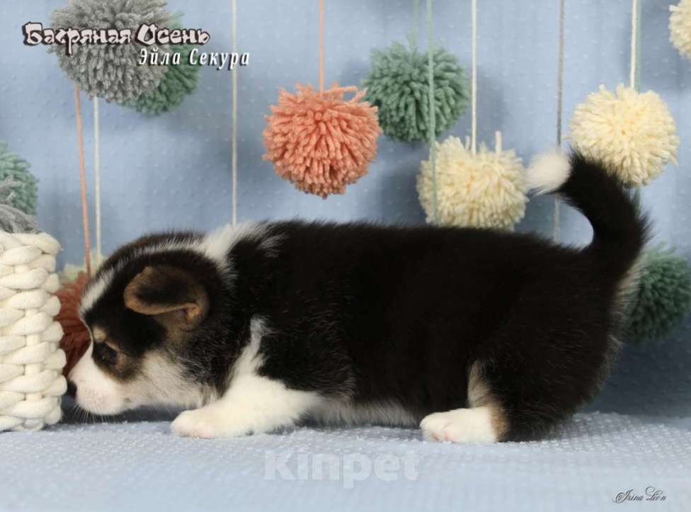 Собаки в Москве: Чакибусенок #4 яркая малышка триколор, очень темпераментная Эйла Секура Девочка, Бесплатно - фото 8