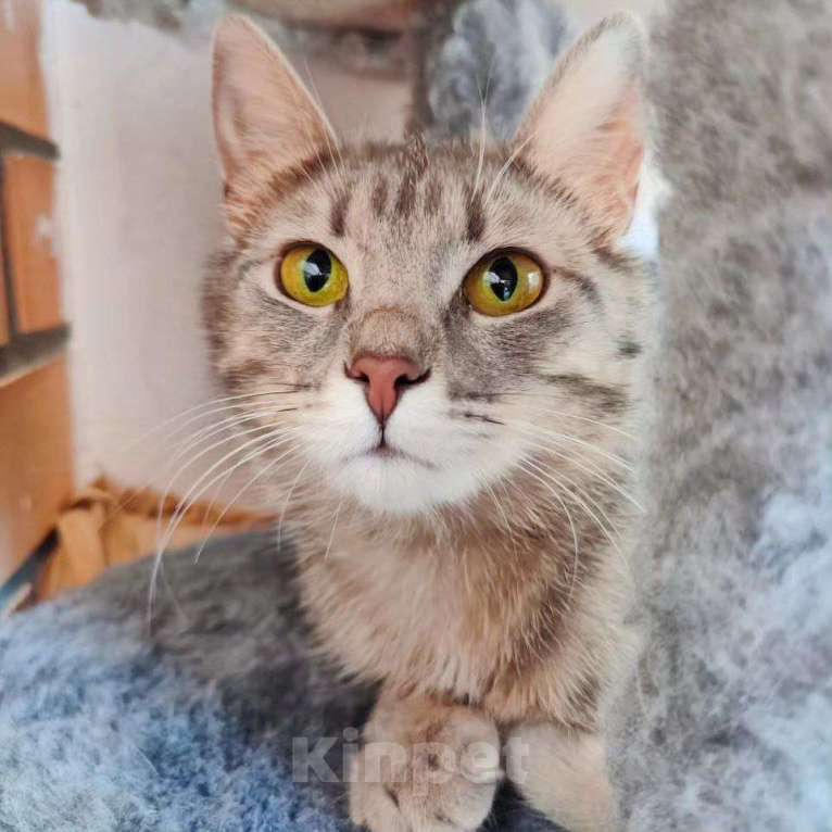 Кошки в Москве: Барселону никто не замечает  Девочка, Бесплатно - фото 4