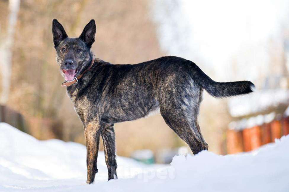 Собаки в Москве: Брошенный, но не сломленный: Рокки очень хочет снова быть нужным Мальчик, Бесплатно - фото 1
