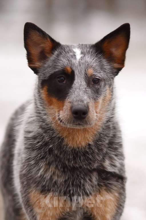 Собаки в Москве: Австралийский хилер  Девочка, 50 000 руб. - фото 2