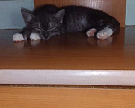 Кошки в Красноярске: Котёнок ищет свой дом! Мальчик, Бесплатно - фото 5