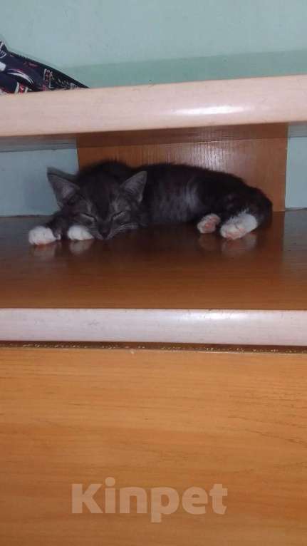 Кошки в Красноярске: Котёнок ищет свой дом! Мальчик, Бесплатно - фото 5