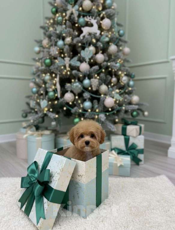 Собаки в Москве: Мальчик Пушон Мальчик, 200 000 руб. - фото 1