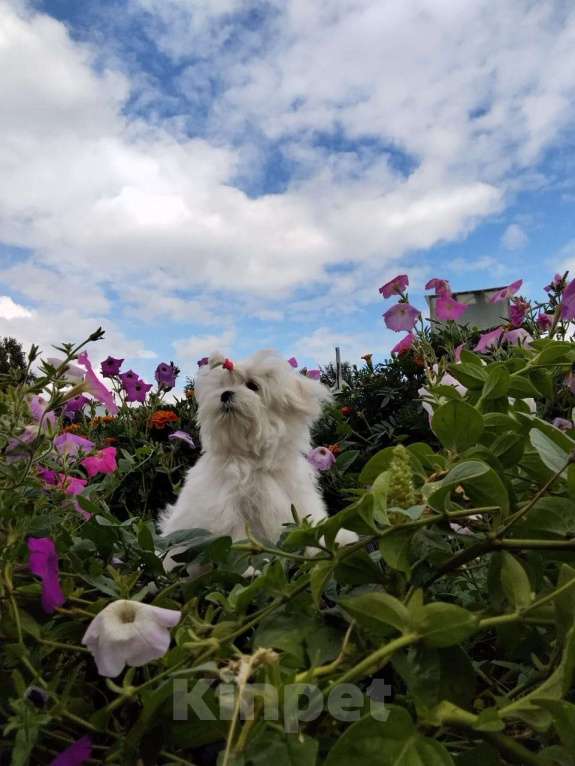 Собаки в Кемерово: королевские собачки Мальчик, Бесплатно - фото 3