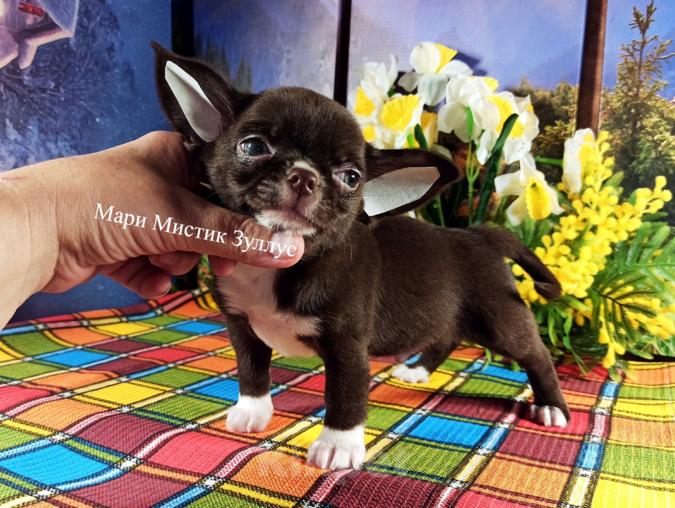 Собаки в Санкт-Петербурге: Кобби тип, окрас шоколад чихуахуа Мальчик, 100 000 руб. - фото 7