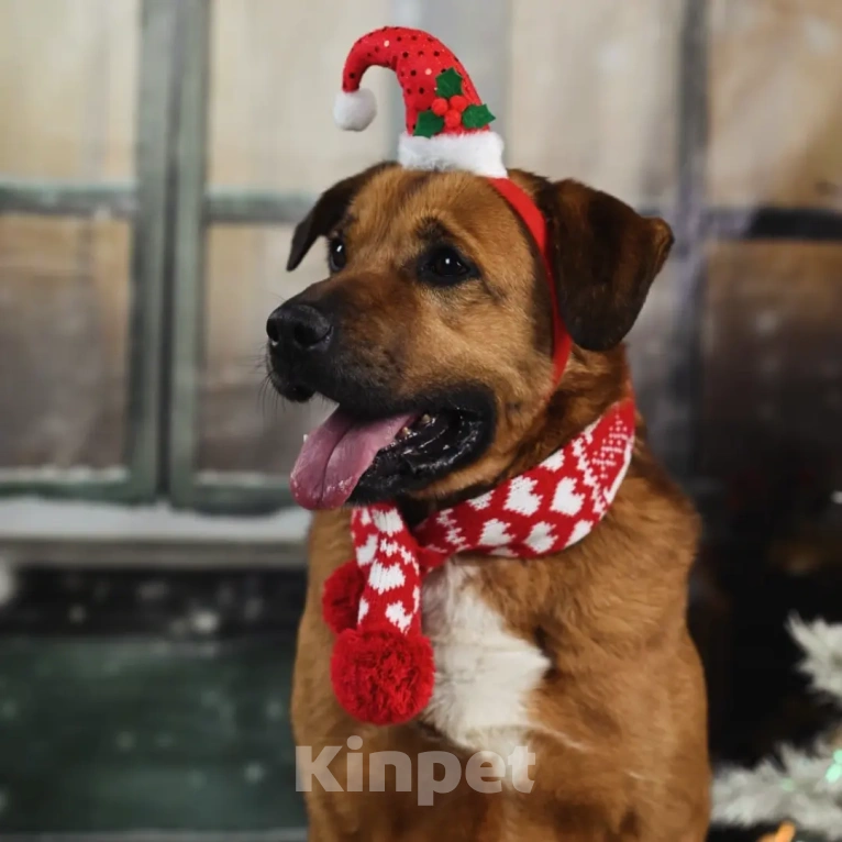 Собаки в других городах Московской области: Тайф - большой ребёнок  Мальчик, 1 руб. - фото 6