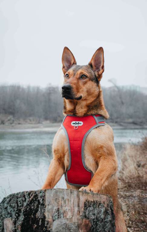 Собаки в Москве: Яшма - небольшая молодая контактная собачка из приюта в добрые руки  Девочка, Бесплатно - фото 2