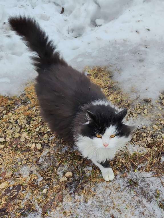 Кошки в Москве: Ласковая кошечка Девочка, Бесплатно - фото 2