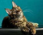 Кошки в Княгинино: Котята Мейн-куна, 30 000 руб. - фото 4