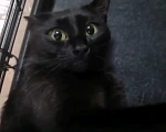 Кошки в Москве: Чёрная кошка с отрубленным хвостом  Девочка, 100 руб. - фото 7