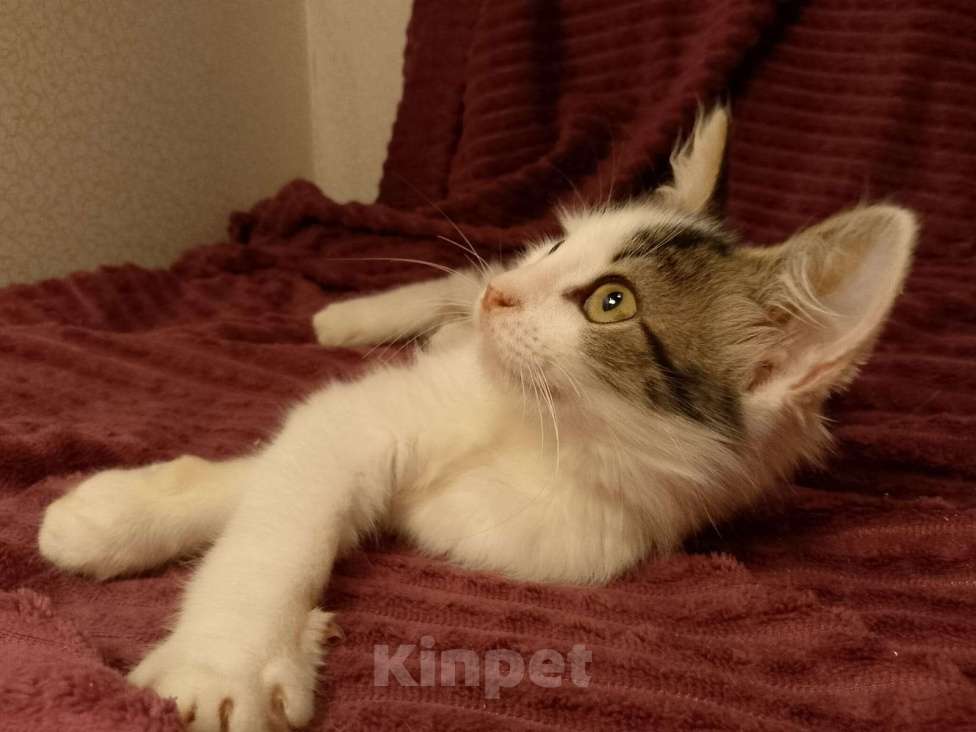 Кошки в Москве: Котёнок в добрые руки  Девочка, Бесплатно - фото 3